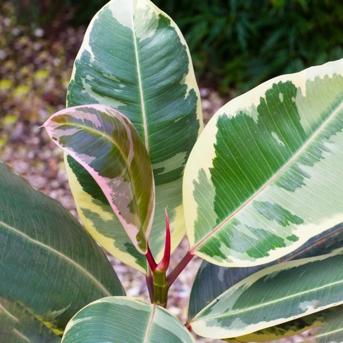 Ficus Elastica Tineke luxuriant – Arbre à caoutchouc Meilleures plantes d’intérieur En pot 30-40 cm
