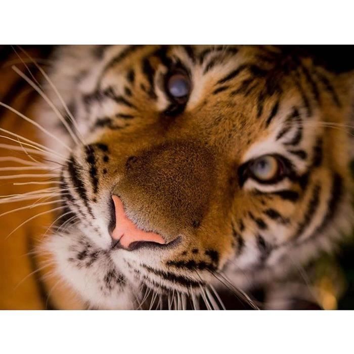 MAXBYE Diamond Painting Kit Tigre - Quadro 5D Fai Da Te 30x40cm - Set Completo Per Adulti E Principianti - Decorazione Casa