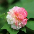 Graines d'hibiscus-200Pcs -Petite taille, croissance rapide, fleurs éclatantes-1