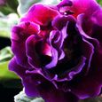 Graines d'hibiscus-200Pcs -Petite taille, croissance rapide, fleurs éclatantes-2