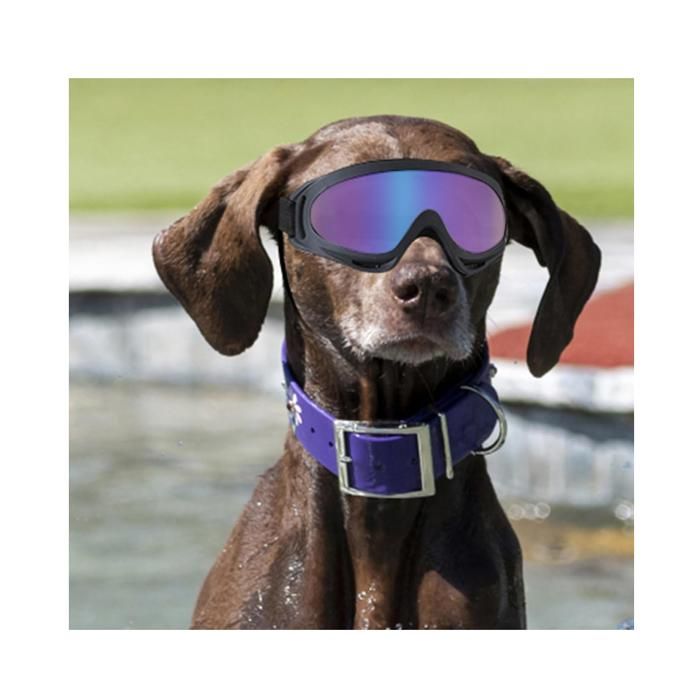 Lunettes Pour Chiens Protection Des Yeux Sangles Réglables Facile à