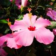 Graines d'hibiscus-200Pcs -Petite taille, croissance rapide, fleurs éclatantes-3