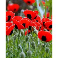 200 Graines de Pavot Ladybird - fleurs jardins plantes - méthode BIO
