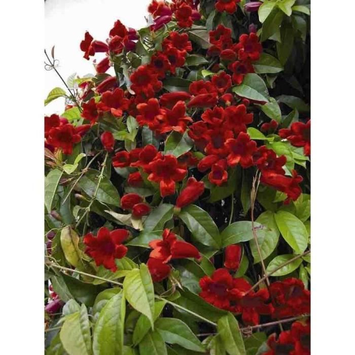 Bignone atrosanguinea godet - fleur rouge - Cdiscount Jardin