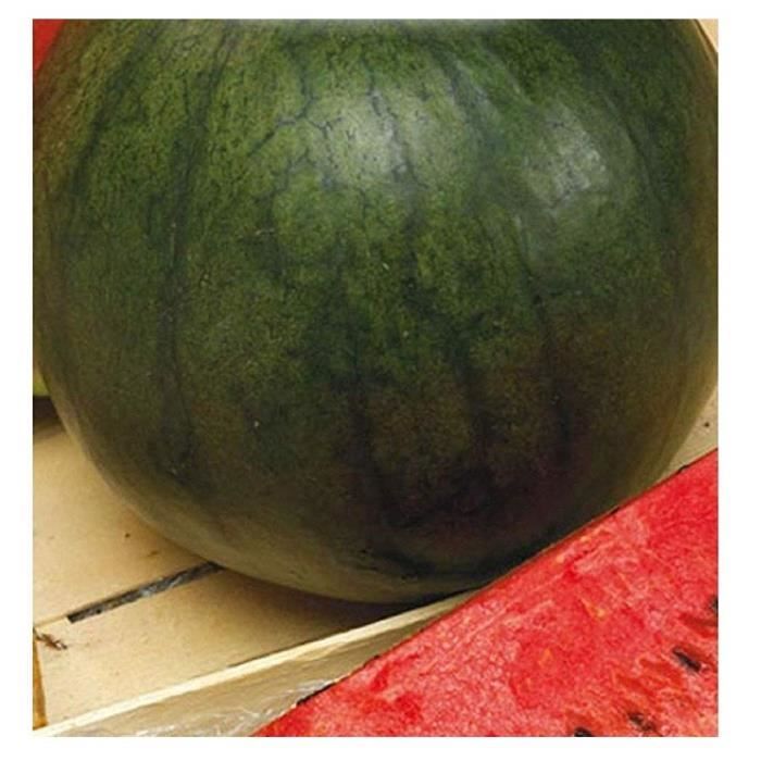 35 Aprox Graines De Pasteque Pour Bebe En Sucre Citrullus Lanatus Dans Emballage D Origine Fabrique En Italie Watermelons Cdiscount Jardin