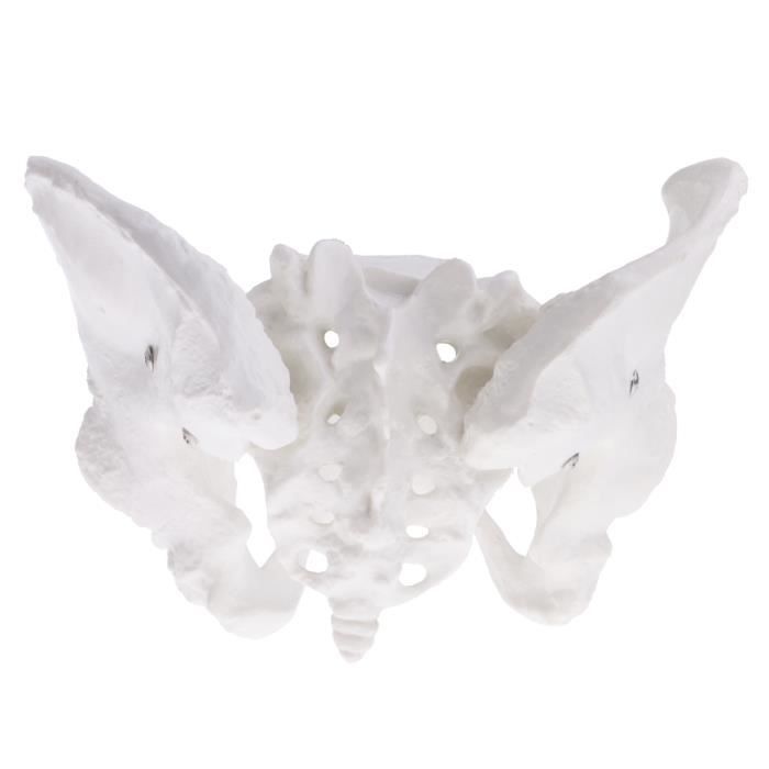 Learning Resources--1:1 Modèle Squelette Bassin Féminin Sacrum Pubis Blanc en PVC Fournitures de Laboratoire