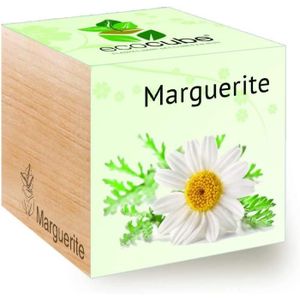 KIT DE CULTURE Feel Green Marguerite, Idée Cadeau (100% Ecologiqu