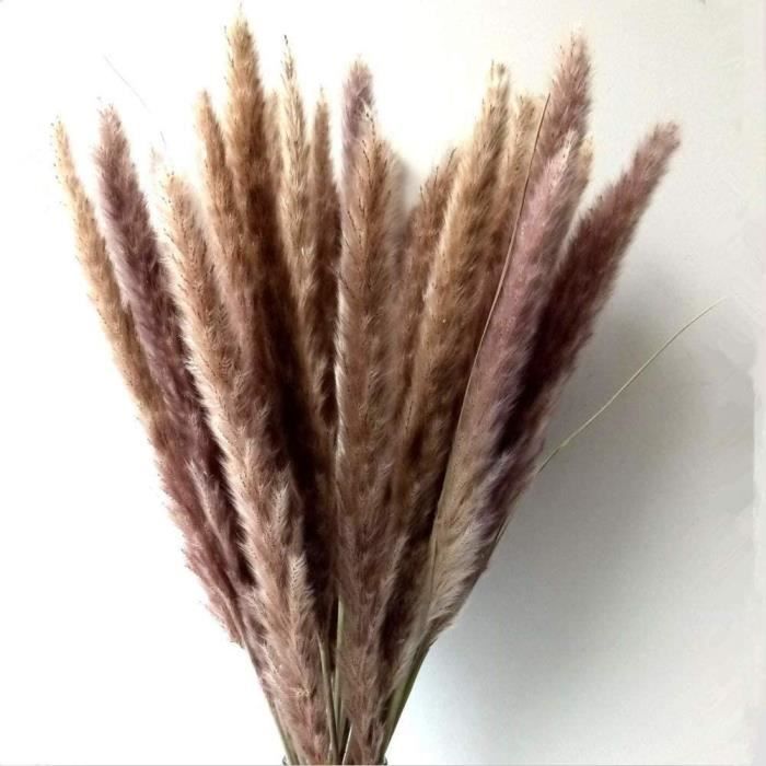 VASE - SOLIFLORE Ruiuzi Petite Herbe de Pampa séchée,Phragmites Communis décoration,Herbe de Pampa Naturell1359