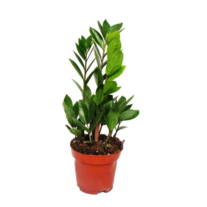 zamioculcas zamiifolia palmier zamio pot de 12 cm de fougere zamio cdiscount maison