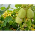 12 Graines de Concombre Citron - légumes ancien potager - méthode BIO-1