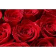 Papier Peint Panoramique 3D Fleur Rose Rouge Papier Peint Soie Décoration Murale 250x175cm ( LxH )-1