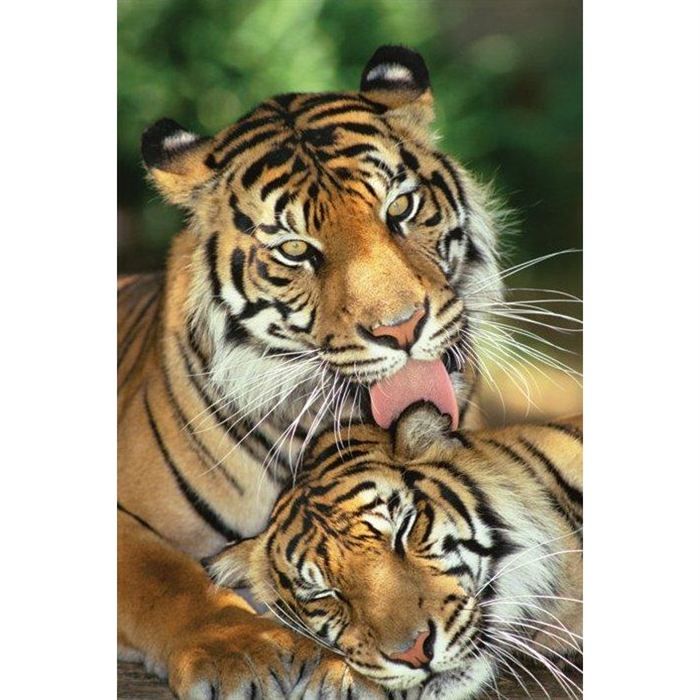 Poster photo tigre & tigresse (61 x 91.5cm) - Achat ...