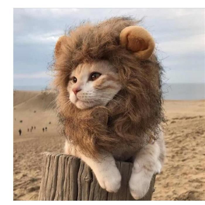 Petit Chapeau De Chaton Petit Lion Habiller Accessoires Pour Animaux Coiffe Courte En Peluche S Cdiscount