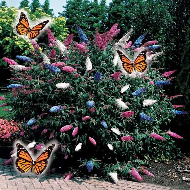 arbre a papillons tricolore cdiscount jardin