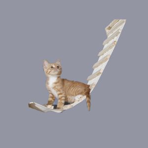 ARBRE À CHAT Griffoir,Cadre mural en bois massif pour arbre à chat,plateforme de saut,bricolage,mobilier pour animaux de compagnie- ladder[F402]