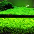 Graines de Plantes Aquatiques Hemianthus Callitrichoides - Mini Feuilles Facile à cultiver Décoration pour Bocal à Poissons Aquarium-1