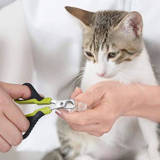 Coupe Griffe Pour Chat Coupe Ongles Pour Chats Et Petits Chiens De Race Tondeuses A Griffes De Chat Ciseaux Acier Inoxydable Courbe Cdiscount Coupe Griffe Pour Chat Coupe Ongles Pour Chats Et Petits Chiens De Race Tondeuses A Griffes De Chat Ciseaux Acier Inoxydable Courbe Cdiscount