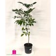 Plante de LONGAN ‘Dimocarpus Longan’ - pot Ø 19 cm - h. 60-70 cm-0