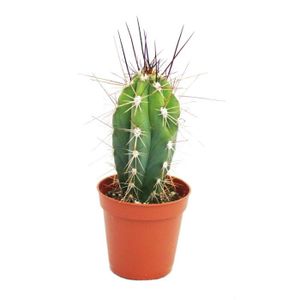 PLANTE POUSSÉE Stetsonia coryne - Aiguille à coudre cactus - pot 5,5cm