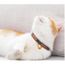 Collier Chat Noeud Papillon Cloche De Securite Et Boucle Collier Chat Fait Main 25 Cm Noir Achat Vente Collier Collier Chat Noeud Papillo Cdiscount