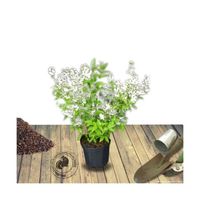 Deutzie gracilis - BELLEVUE DISTRIBUTION - Pot de 7,5L - 60/80 cm - Arbuste à fleurs blanches