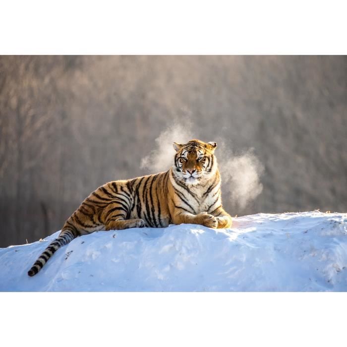 Papier Peint Photo Intissé 181461 Tigre De Sibèrie 350x260 Cm 7 Lés Mural Poster Géant Xxl Animaux Mer Océan Nature Jungle Forêt