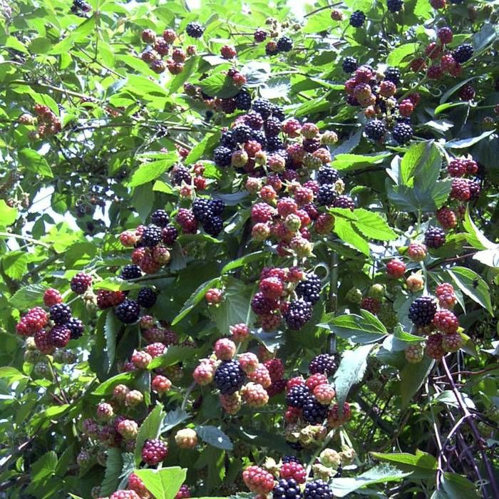 Mûre fruticosus Thornless - BELLEVUE DISTRIBUTION - Pot de 3L - Gros fruits noirs - Rustique