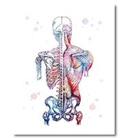 Impressions D'art Sur Toile Image Modulaire Muscles Humains Affiche Nordique Squelette Anatomie Aquarelle Peinture Corps Médical