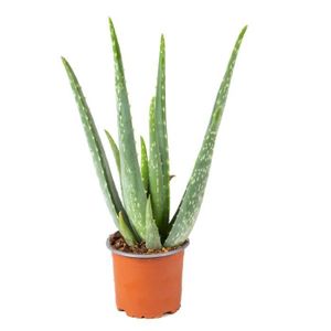 PLANTE POUSSÉE Aloe Vera - Plante succulente - Plante d'intérieur - Entretien facile - D10,5 cm - H30-35 cm