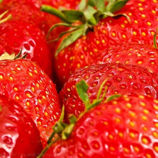 Fraisier Gento Remontant Fragaria X Ananassa Nova Gento