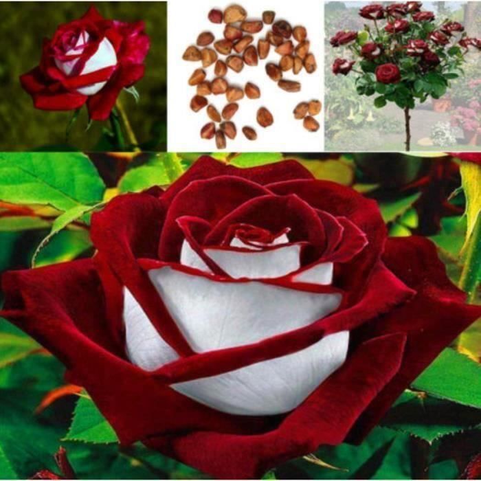 100pcs graines Rose rares graines de fleurs rouges et blanches