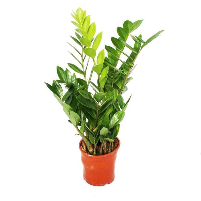 zamioculcas zamiifolia palmier zamio fougere zamio 14cm pot cdiscount maison