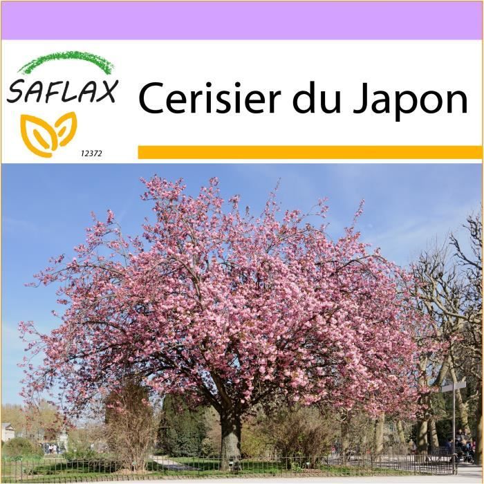 Saflax Cerisier Du Japon 30 Graines Prunus Serrulata Achat Vente Graine Semence Cerisier Du Japon Cdiscount Saflax Cerisier Du Japon 30 Graines Prunus Serrulata Achat Vente Graine Semence Cerisier Du Japon Cdiscount