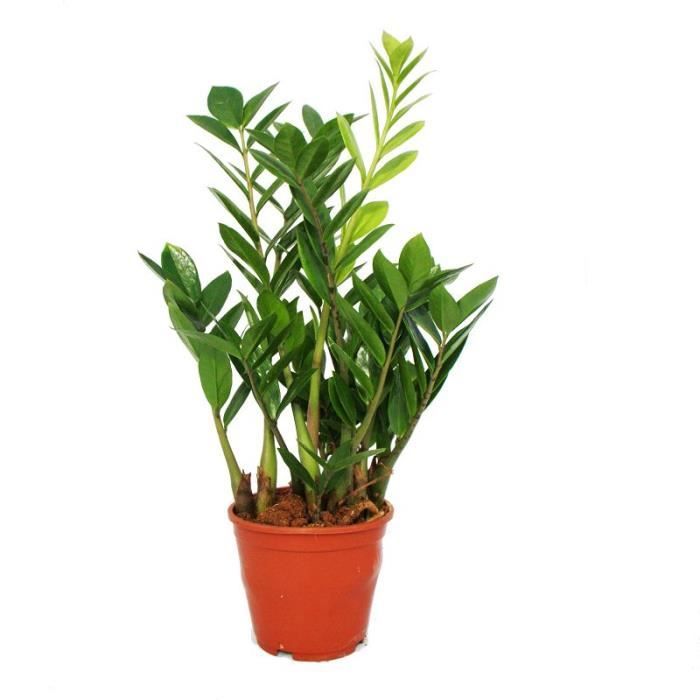 Exotenherz - palmier zamio - zamioculcas zamiifolia - 1 plante
