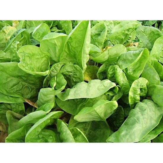 100 graines d oseille legume plante aromatique jardin potager methode bio cdiscount jardin
