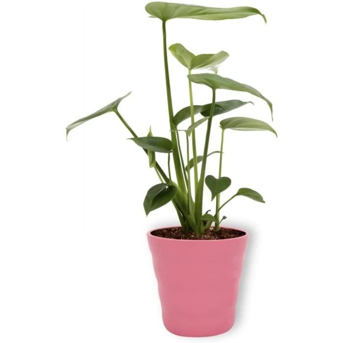 MONSTERA Plante en pot, Monstera deliciosa « faux philo » - IKEA