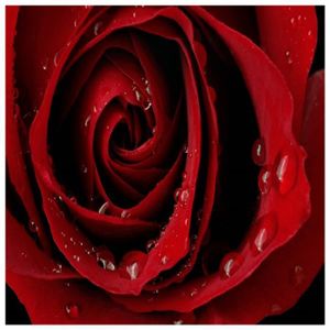 1 Sticker Boîte Aux Lettres 30x30 Cm Fleur Rose Rouge