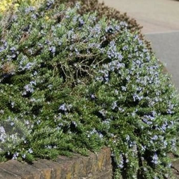 Romarin - Port semi-prostré - Bleu soutenu (Rosmarinus Officinalis 'Corsican Blue') Jeune plant en godet 13/25 cm