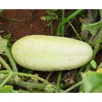 Sachet de  Concombre blanc hâtif - 3 g - légume fruit - LES GRAINES BOCQUET