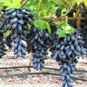GRAINE - SEMENCE 30pcs Pépins de raisin noir d’été