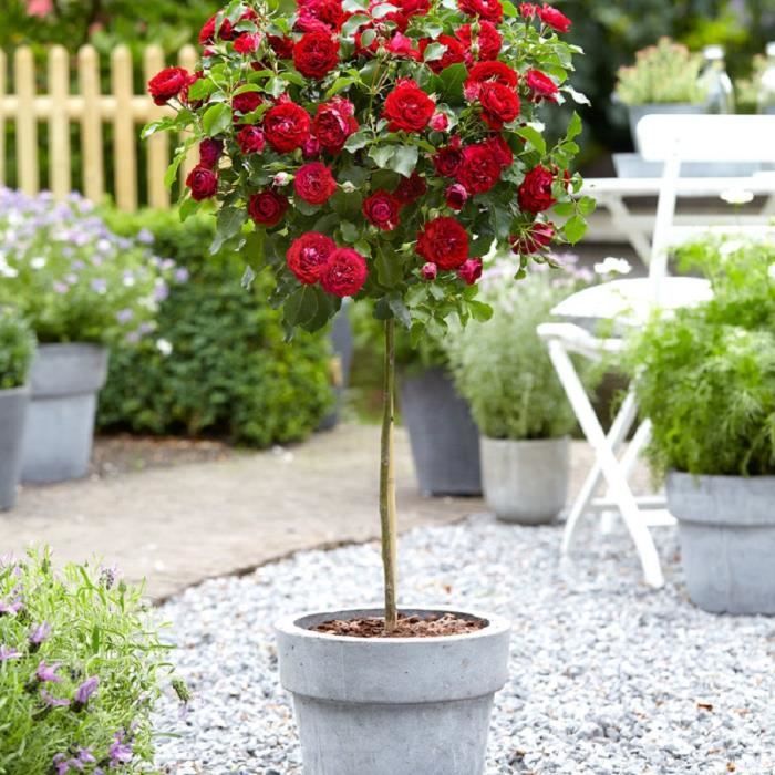 Rosier-tige multiflore remontant ‘Nina Rosa’-Rouge-Sur tige-Livré hauteur du tronc 60 cm et pot Ø17cm-Longue floraison
