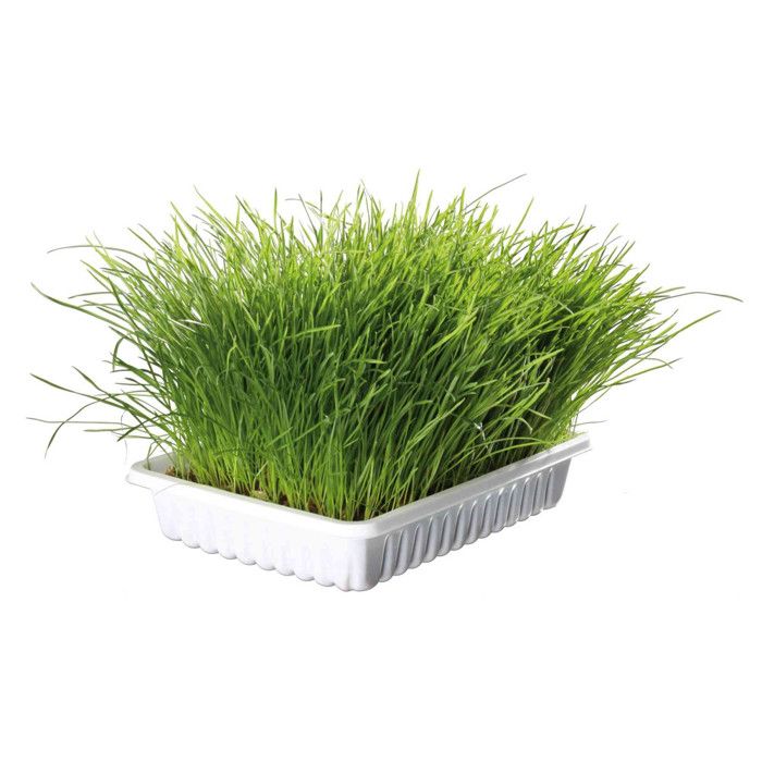 Comparer les prix de Herbe à chat tendre 100 g. en barquette - animallparadise 3