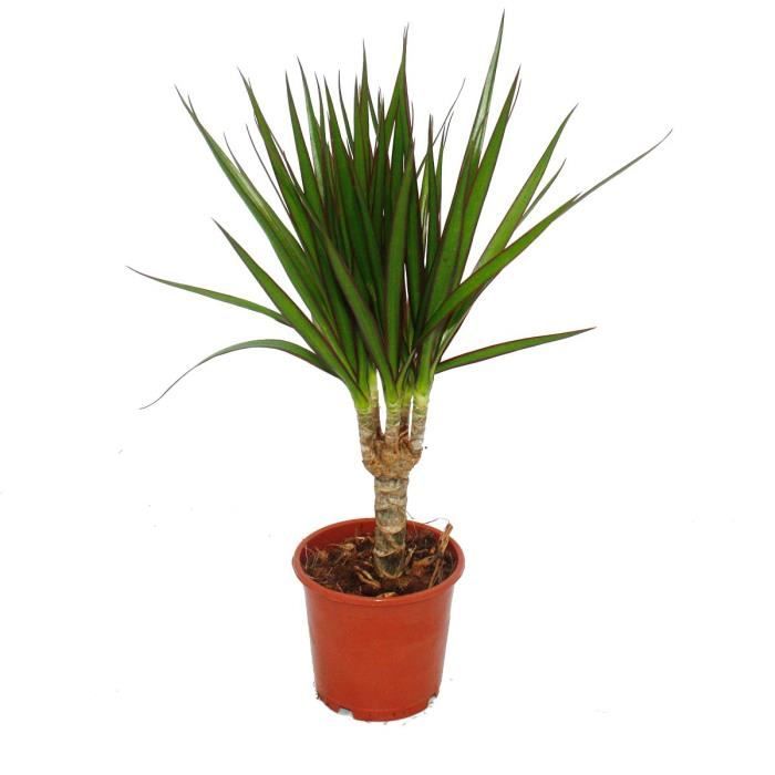Dragon Tree - Dracaena marginata - 3 Plante - plante d'intérieur facile à nettoyer - palmier