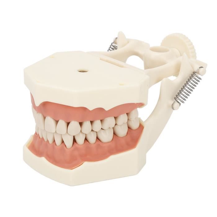 Lot De 32 Pièces De Dents De Rechange Pour Modèle Dentaire KaVo Basic - Typodont - Neuf