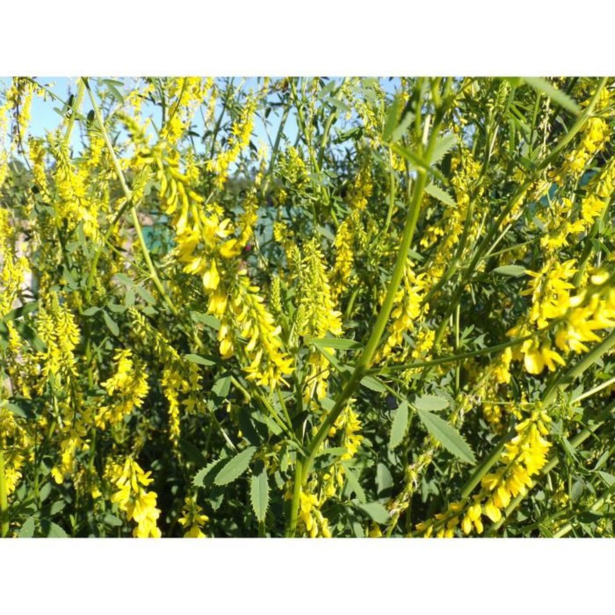 Engrais Vert - SEM05 Yellow Melilot - Melilotus Officinalis Melilot Jaune