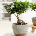 Ficus Ginseng Laurier d’Inde Bonsaï d’intérieur décoratif En pot 12 cm-0