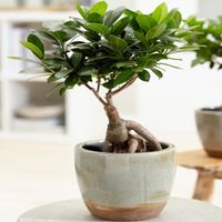 Ficus Ginseng Laurier d’Inde Bonsaï d’intérieur décoratif En pot 12 cm