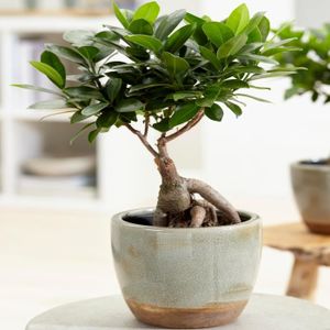 PLANTE POUSSÉE Ficus Ginseng Laurier d’Inde Bonsaï d’intérieur décoratif En pot 12 cm