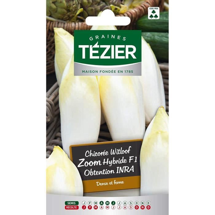 Sachet Graines - Tezier - Chicorée Witloof (endive) Zoom HF1 obtention INRA - Sachet légume petit modèle - (Mois de semis de 4 à 6)