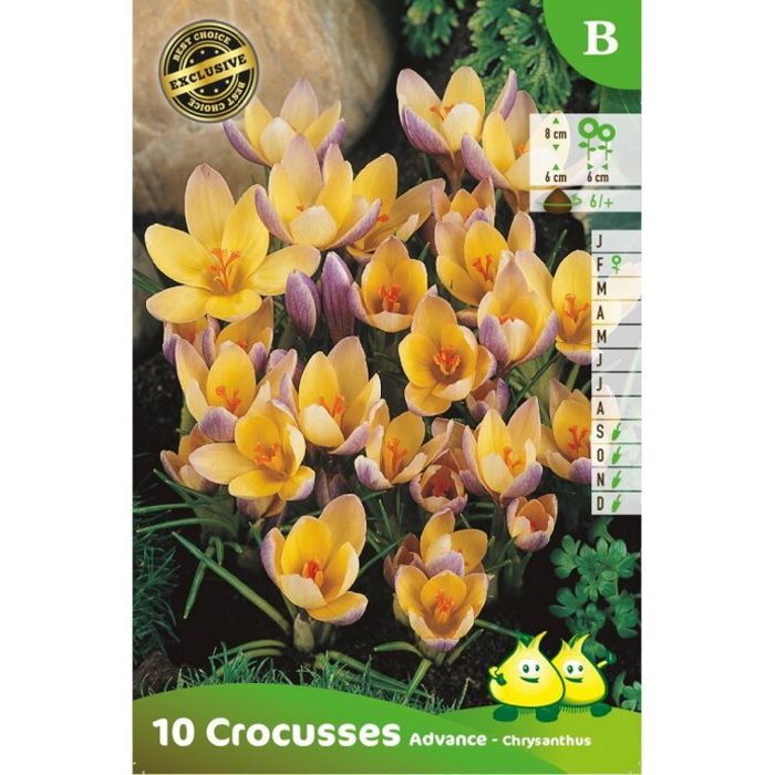 Crocus Botanique Jaune Fuscotinctus